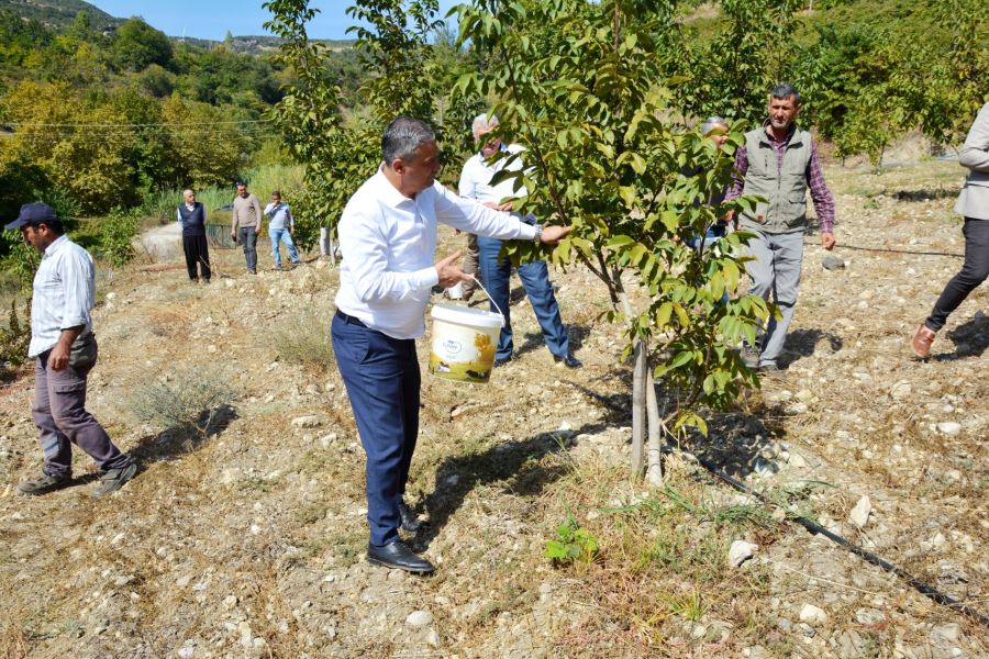 Belediyenin ceviz hasadı