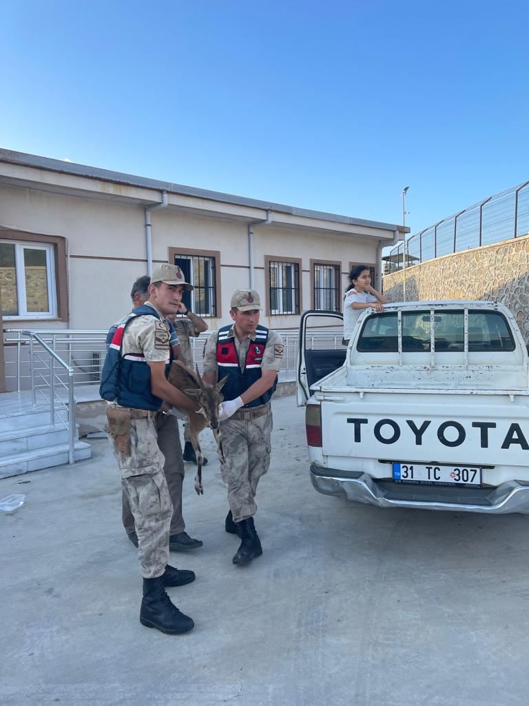 Dağ keçisine 