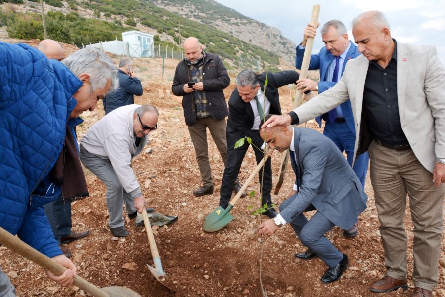 Atıl arazilere fidan ekimi