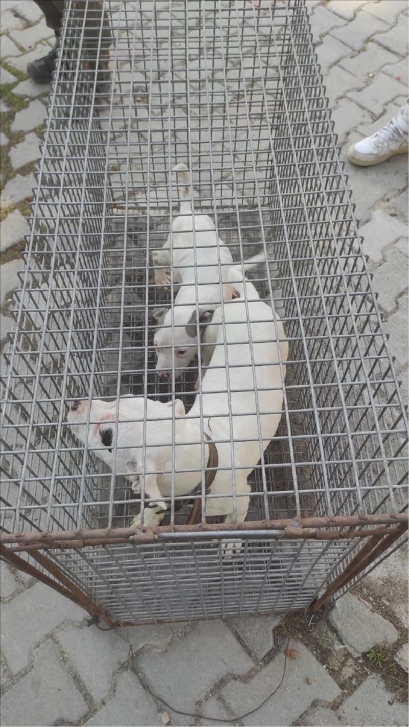 Evinde bulunan 5 Pitbul bulunan kişiye 79 bin lira ceza