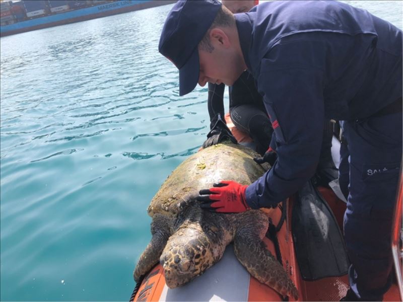 ´Bitkin Caretta Caretta´ tedavide