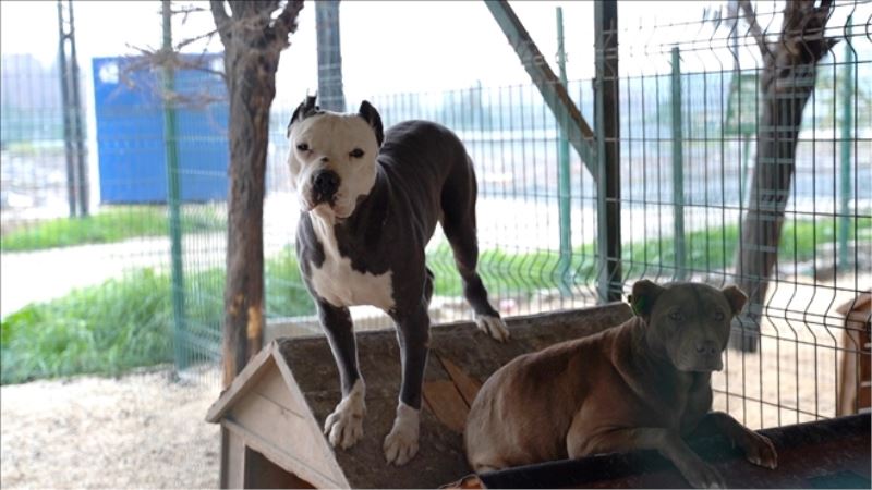 HBB´den ´yasaklı köpek´ açıklaması