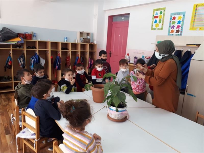 Anasınıfı öğrencileri bitki yetiştirdi