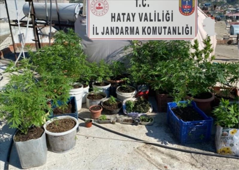 4 ilçede uyuşturucu operasyonu