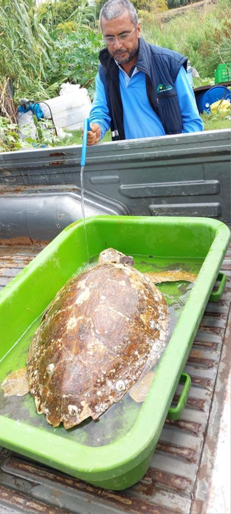 Yaralı Caretta tedaviye alındı