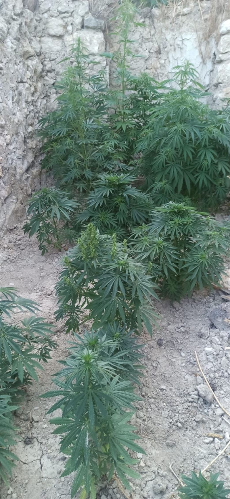 Hint keneviri, tutuklunun dosyasına ilave edildi
