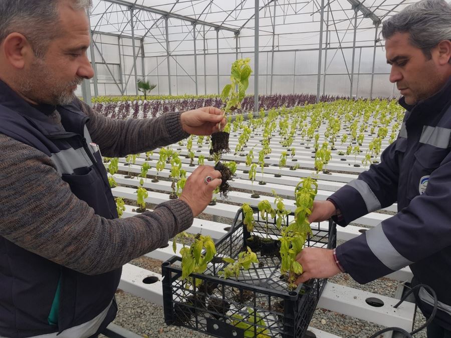 Belediye serada fesleğen yetiştiriyor