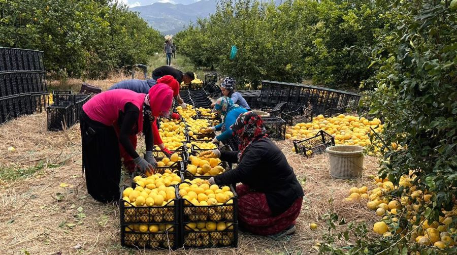 Limon hasadı sürüyor